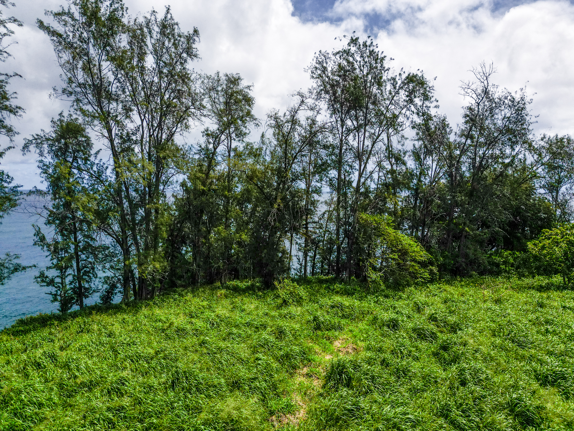 28-1168 Lot 73 Loa Road Pepeekeo, HI 96783 - Photo 7 of 28 a view of lush green forest