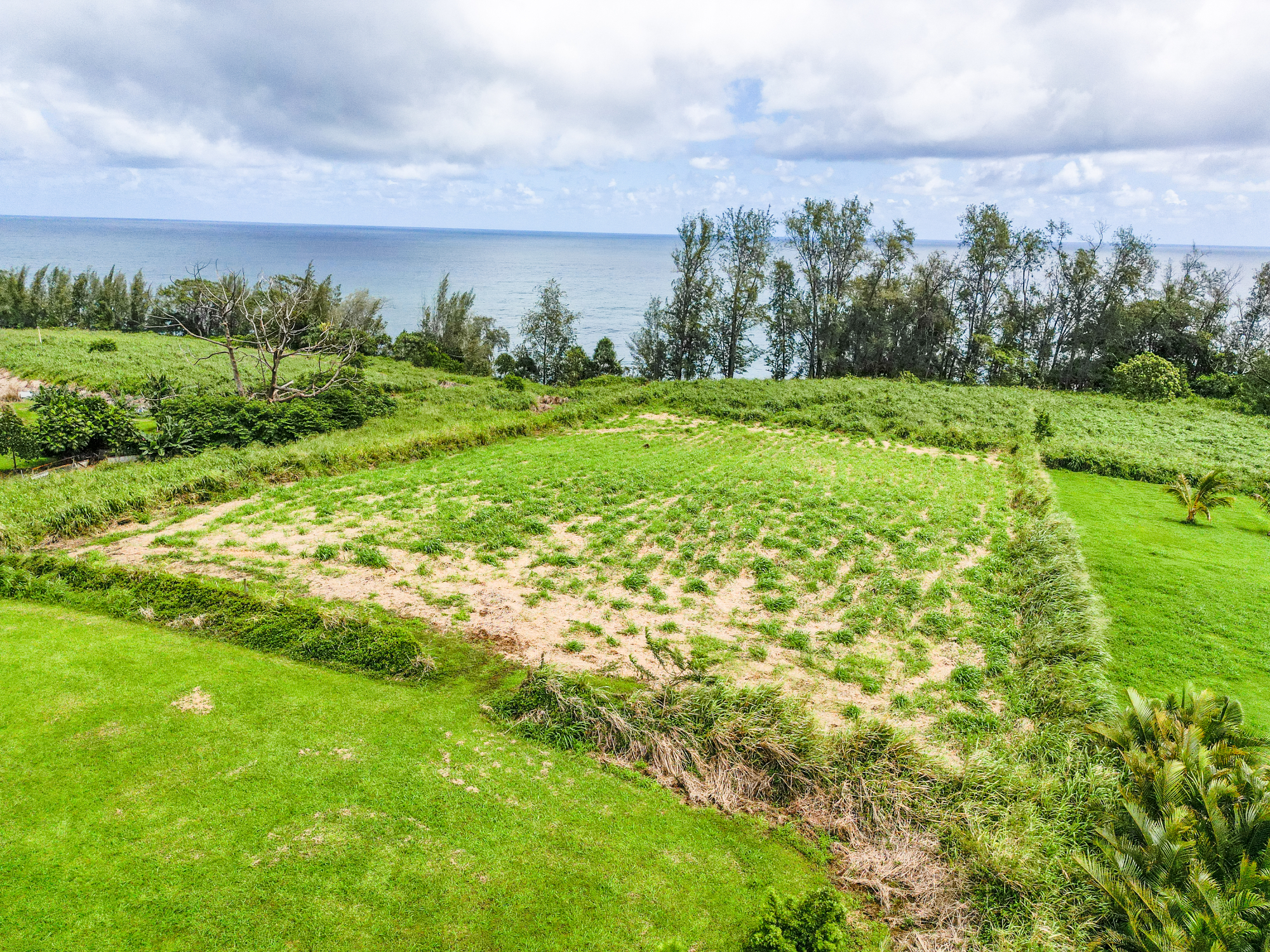 28-1168 Lot 73 Loa Road Pepeekeo, HI 96783 - Photo 8 of 28 a view of a garden with an buildings and outdoor space
