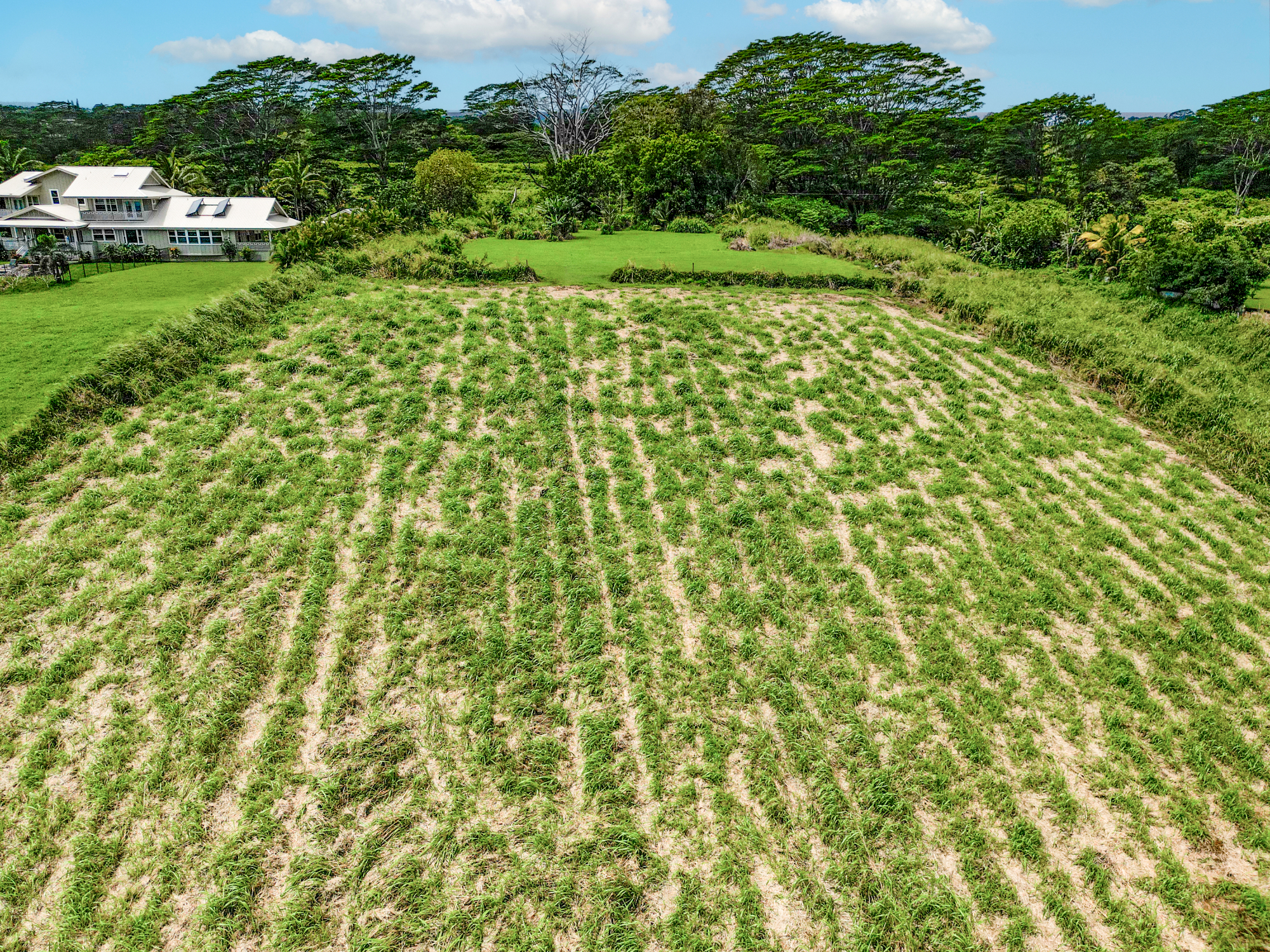 28-1168 Lot 73 Loa Road Pepeekeo, HI 96783 - Photo 10 of 28 a view of a yard with plants and large trees