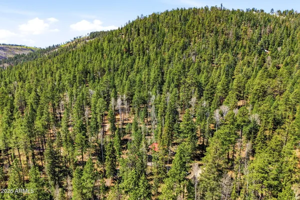 a view of a tree