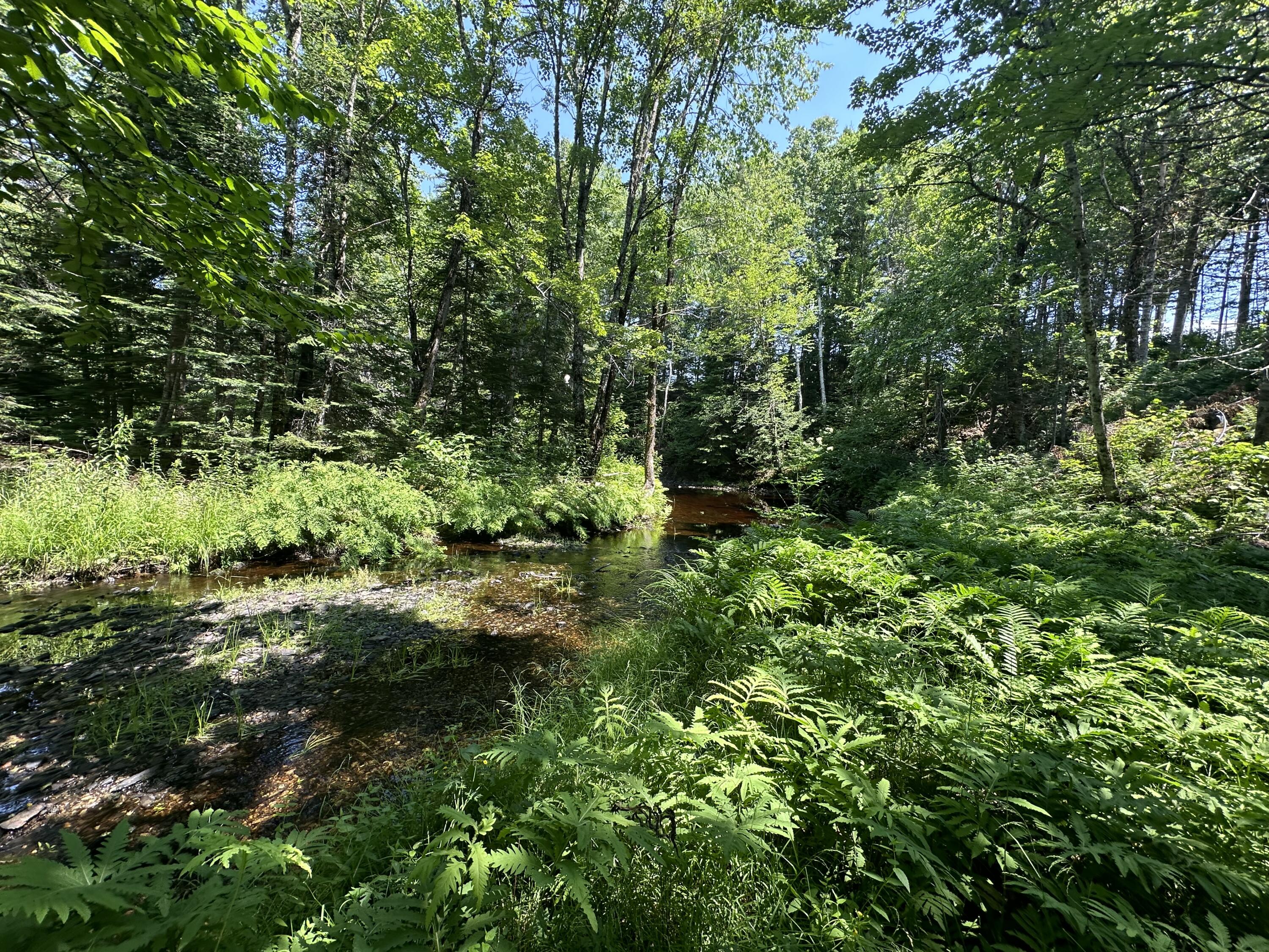 Lot 6 Estabrook Road Amity, ME 04471 - Photo 12 of 18 IMG_9781