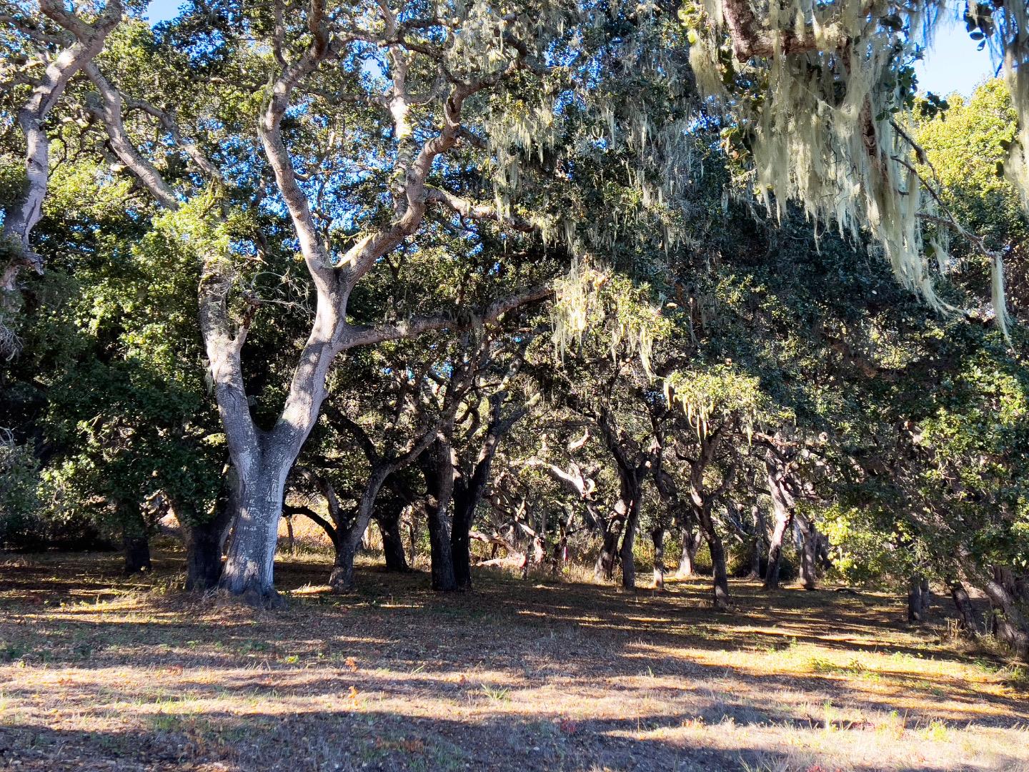 7 Holding Field Run Carmel, CA 93923 - Photo 8 of 11