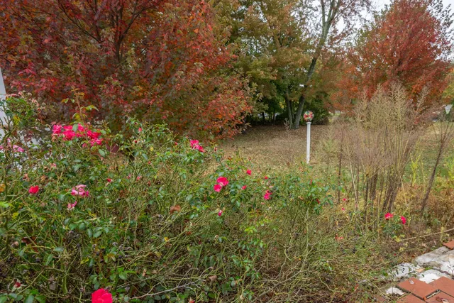 a view of a flower in a garden