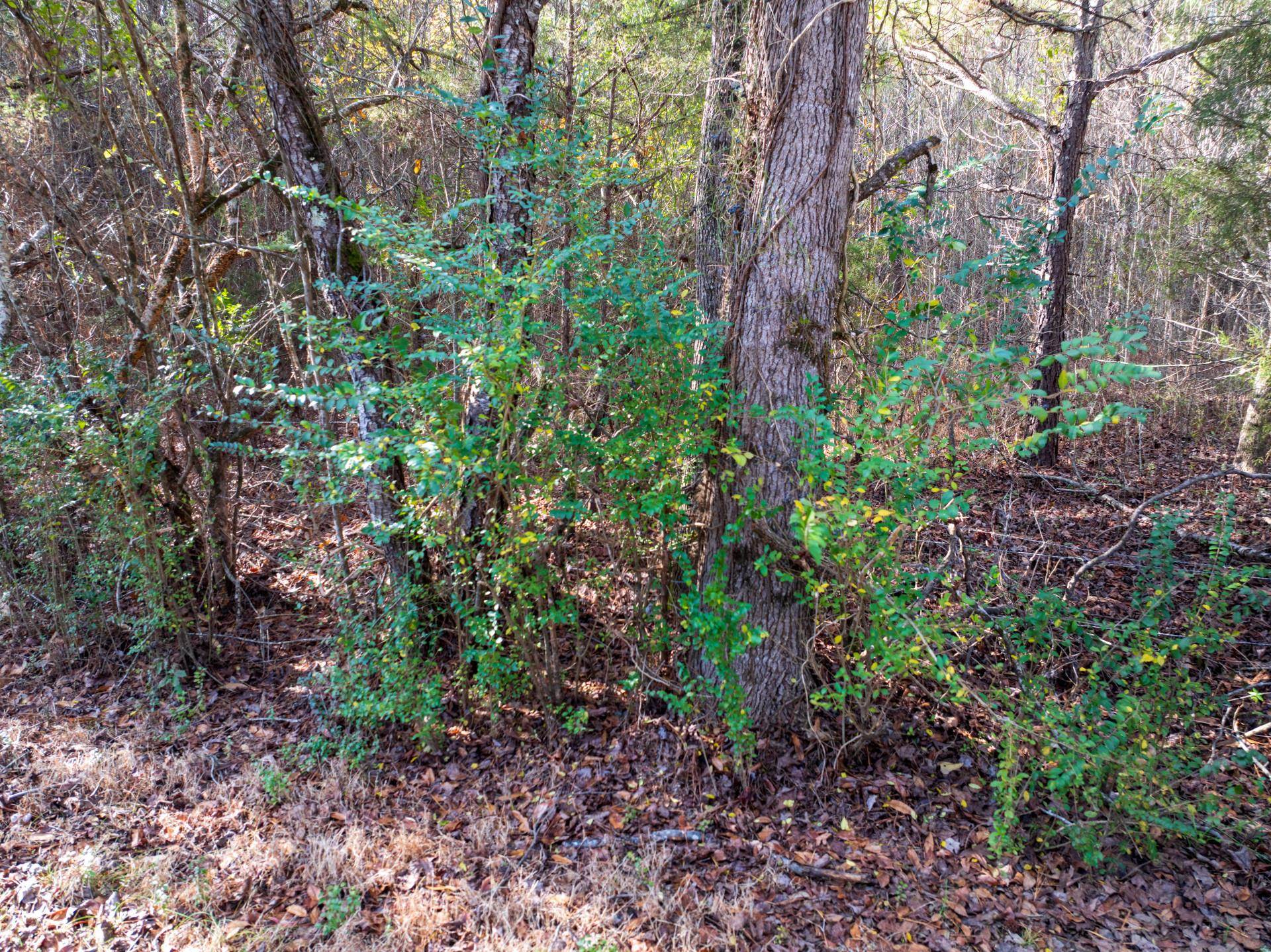 0 County Road 992 Road Iuka, MS 38852 - Photo 13 of 17 View of landscape with a view of trees