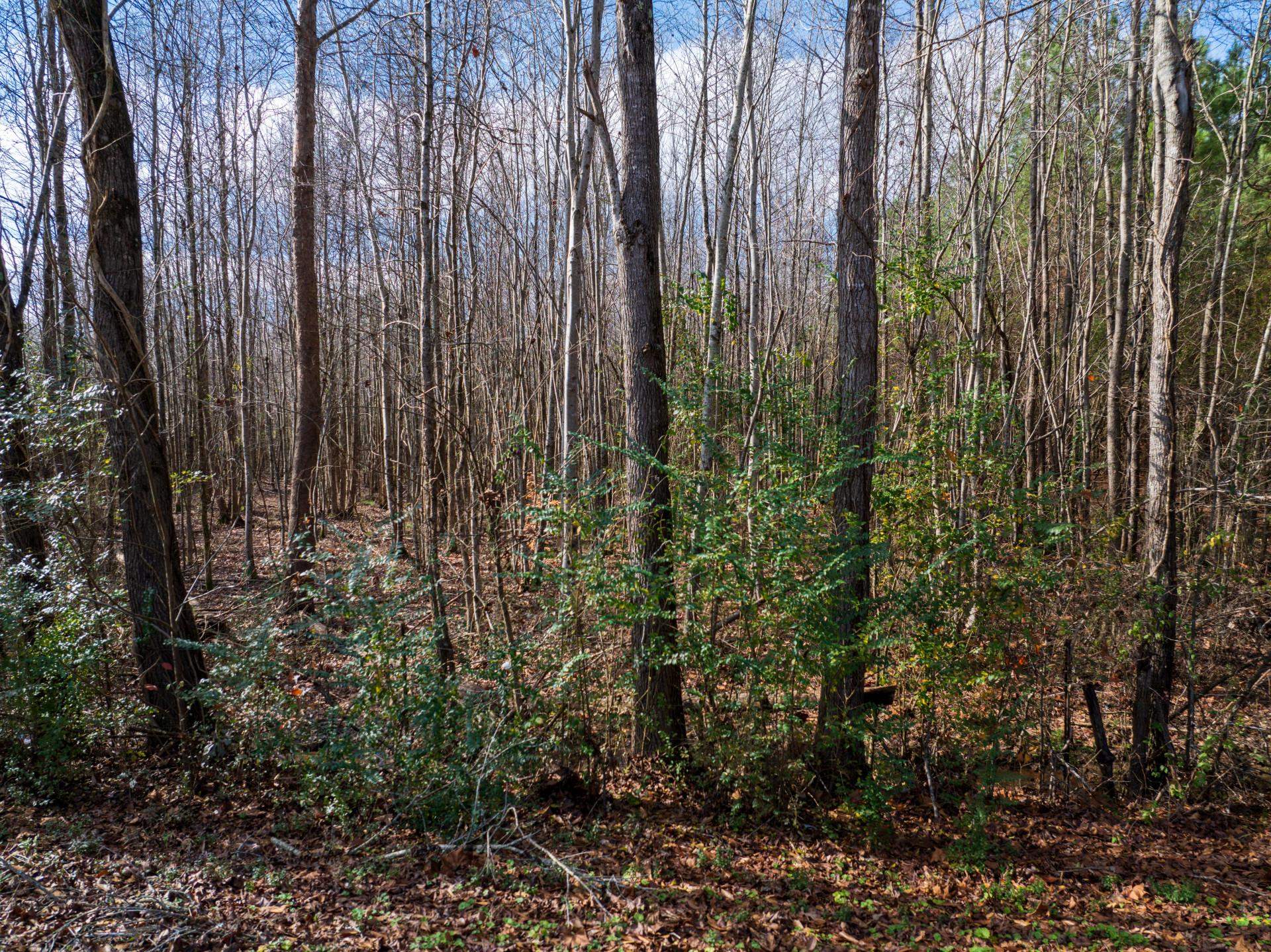 0 County Road 992 Road Iuka, MS 38852 - Photo 14 of 17 View of local wilderness featuring a forest view