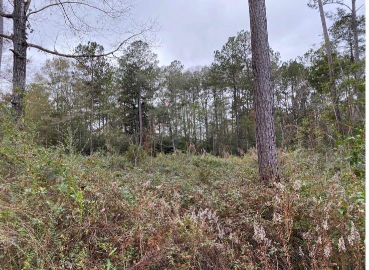 Parcel G Smith Road Franklinton, LA 70438 - Photo 1 of 3 Gallery Image 1