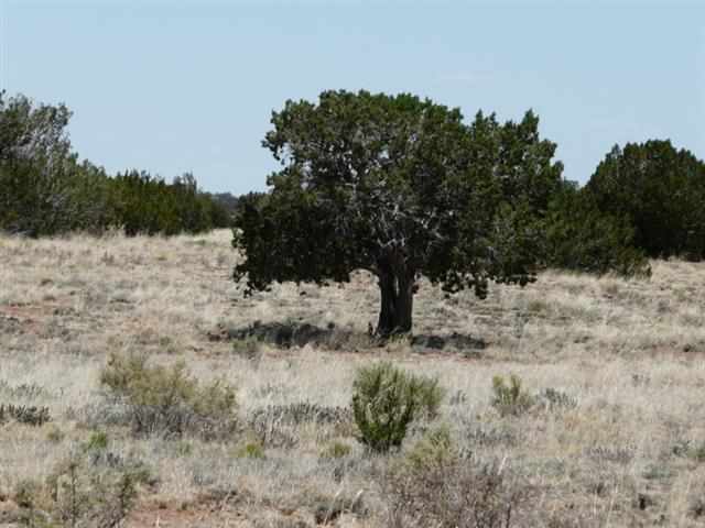 Ccr Unit 4 Ccr, Unit 4 Heber, AZ 85928 - Photo 7 of 8