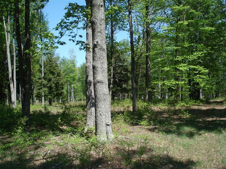 10810 Morton Road Manistee, MI 49660 - Photo 12 of 21 Additional Photo