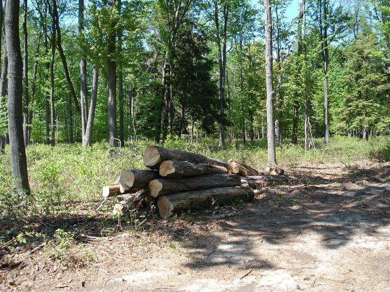 10810 Morton Road Manistee, MI 49660 - Photo 14 of 21 Additional Photo