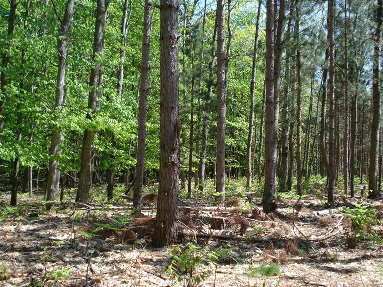 10810 Morton Road Manistee, MI 49660 - Photo 16 of 21 Additional Photo