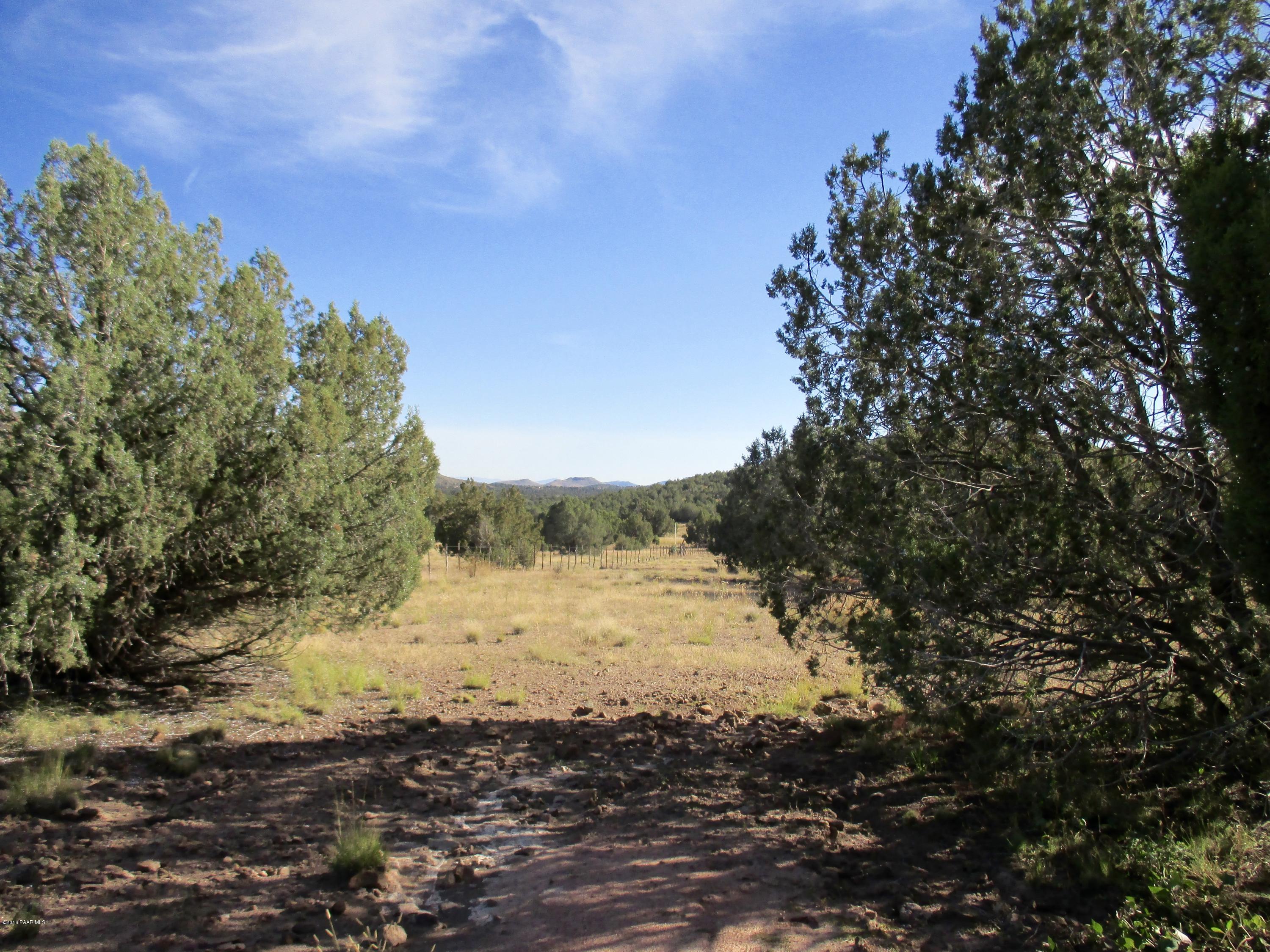 Junipers