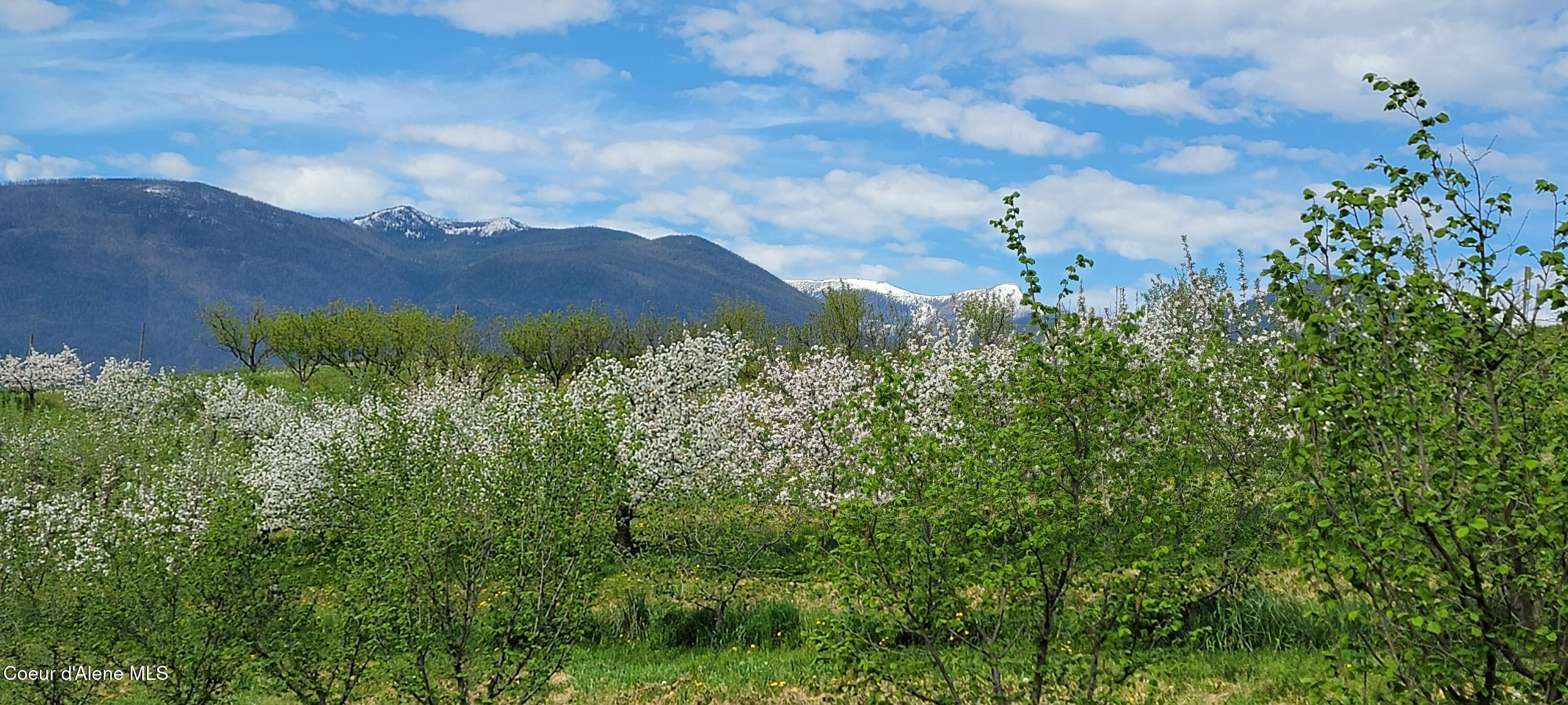 309 Pywell Road Bonners Ferry, ID 83805 - Photo 5 of 42 Orchards