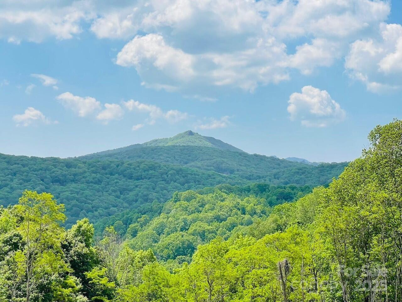 a view of a big yard with potted plants and large trees