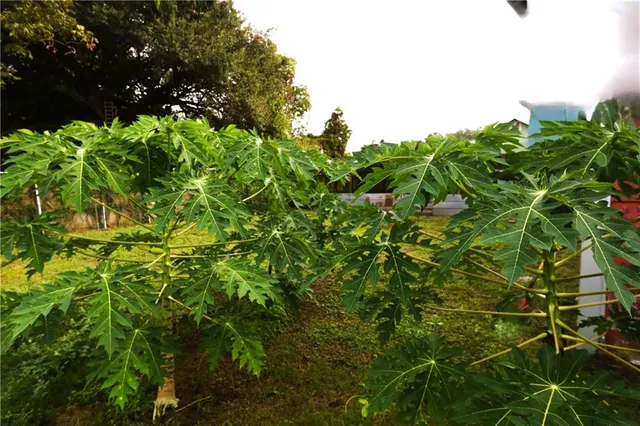 $168,000 | 1836 Casa Calvo Street, New Orleans, LA 70114