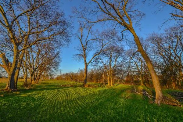 a view of backyard with green space