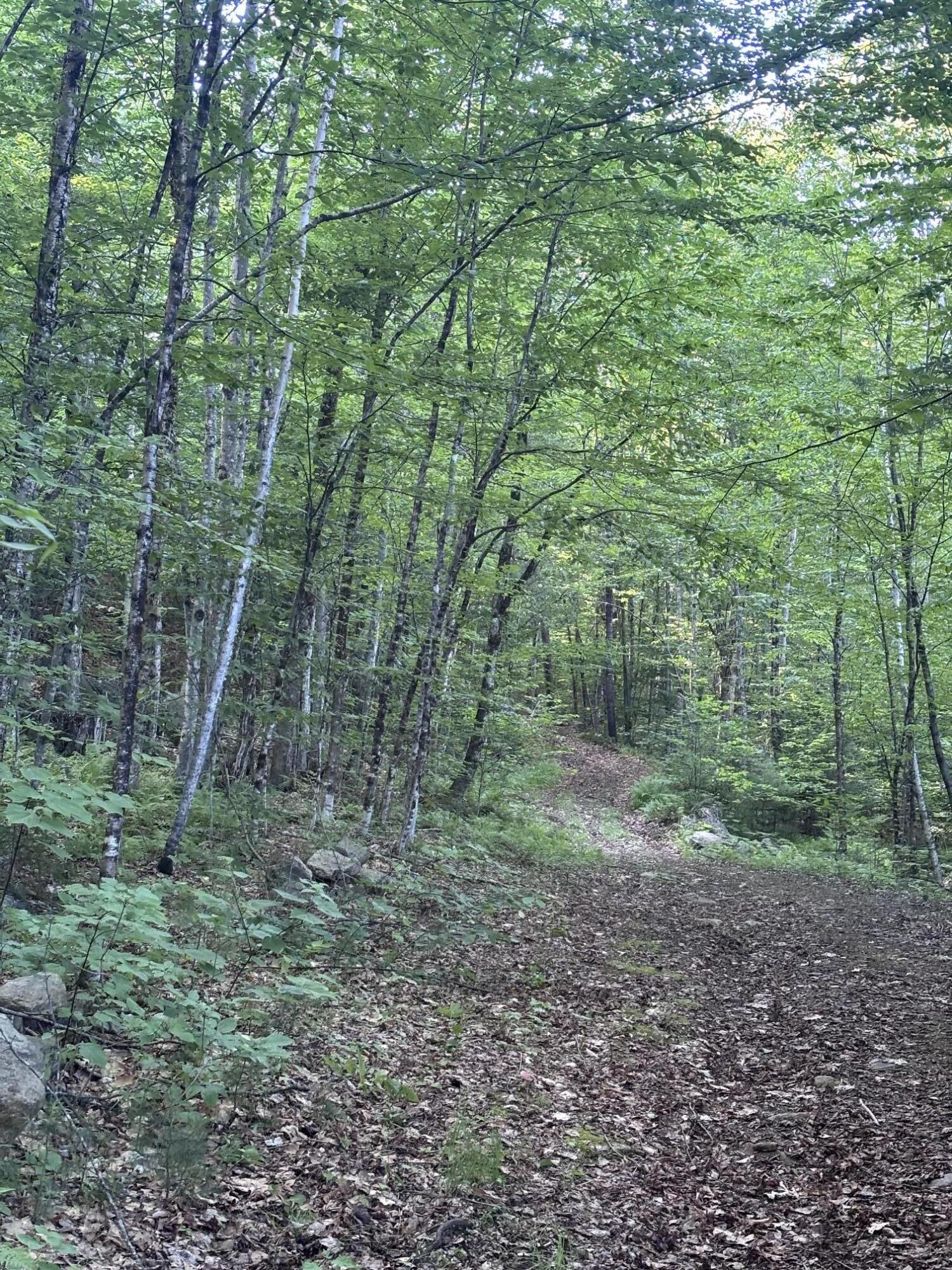 Lot #22 Streaked Mountain Road Buckfield, ME 04220 - Photo 3 of 14 image2