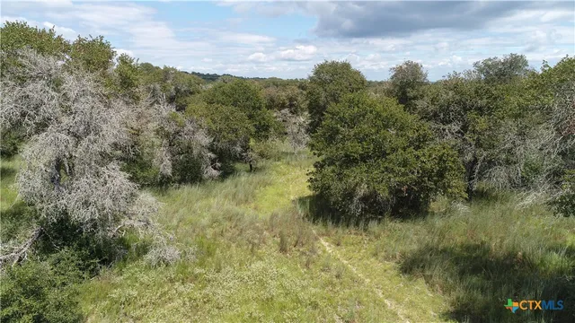 a view of a forest with trees in the background