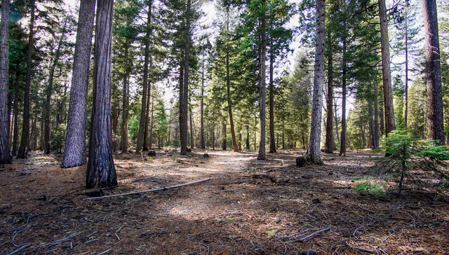 $27,000 | 2 Ritts Mill Road, Shingletown, CA 96088