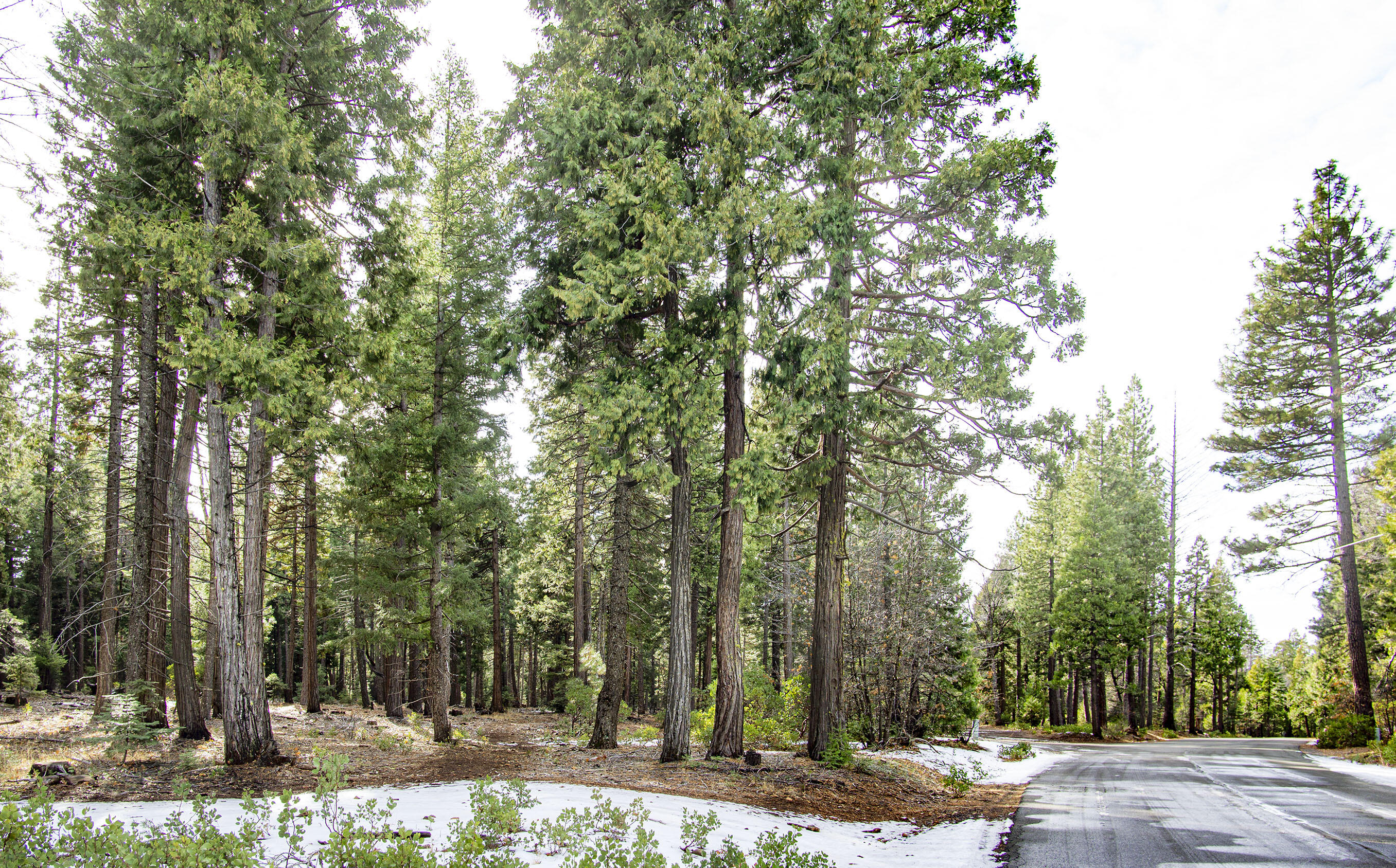 2 Ritts Mill Road Shingletown, CA 96088 - Photo 2 of 4 a view of a yard with plants and trees
