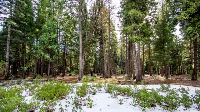 $27,000 | 2 Ritts Mill Road, Shingletown, CA 96088