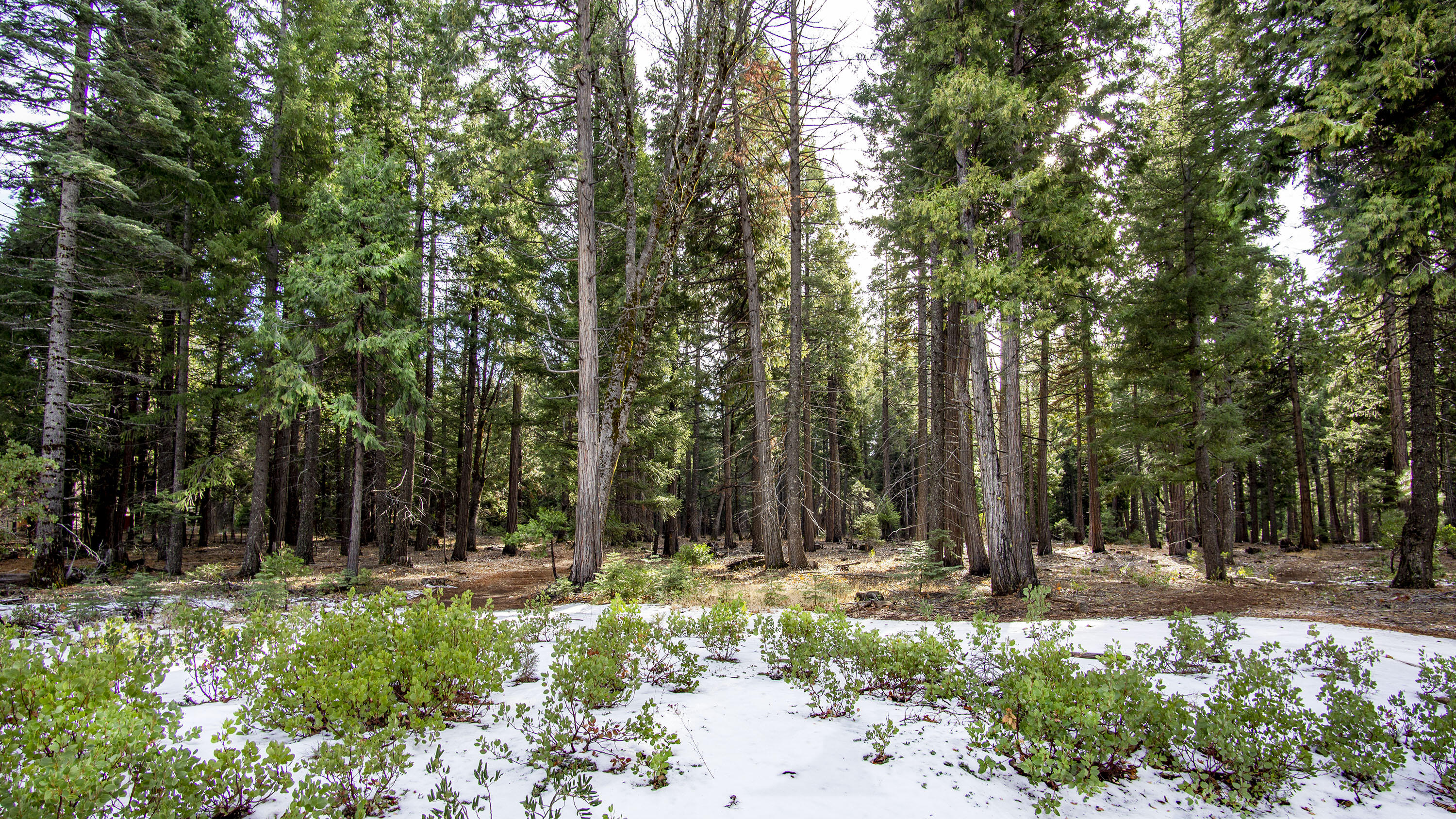 2 Ritts Mill Road Shingletown, CA 96088 - Photo 3 of 4 a view of backyard with green space