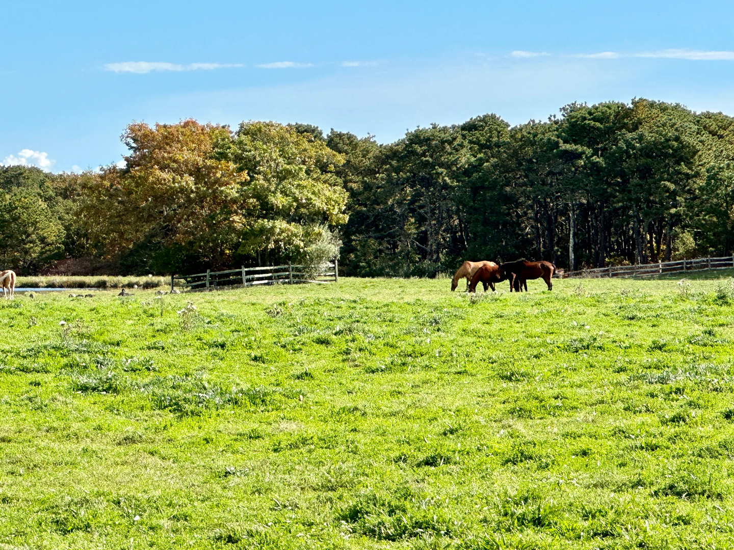 248 Pond Road West Tisbury, MA 02568 - Photo 29 of 34 a view of green field with wooden fence