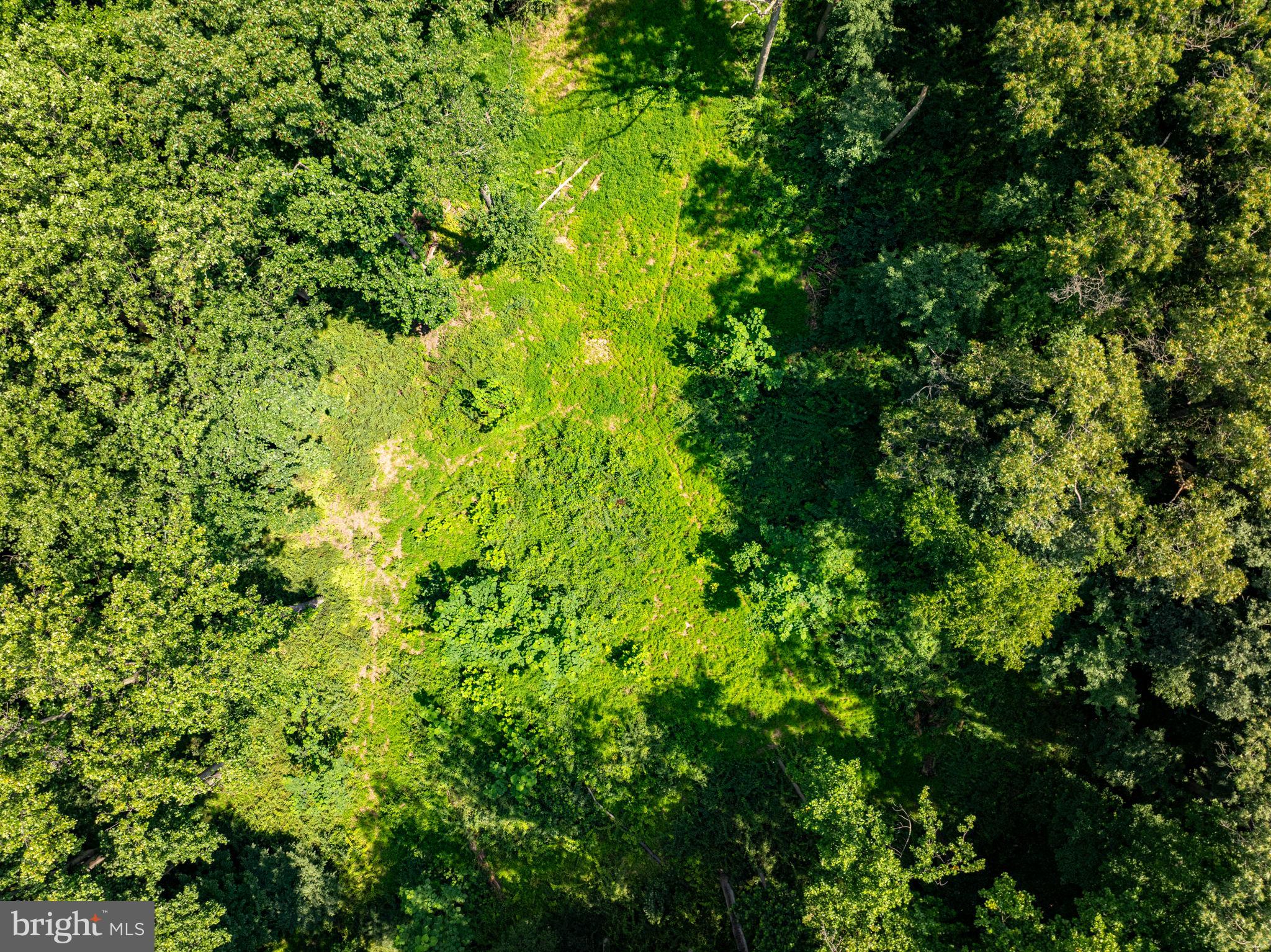 a view of a lush green forest