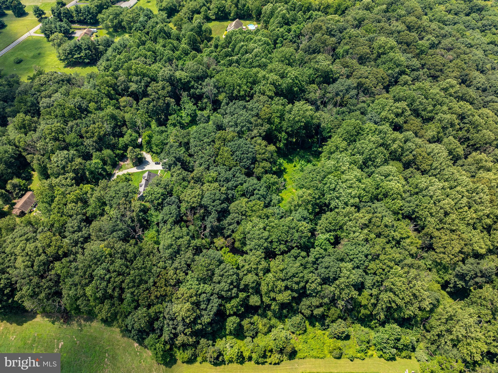 Ridge Road Rising Sun, MD 21911 - Photo 6 of 6 view of a lush green forest with lots of trees