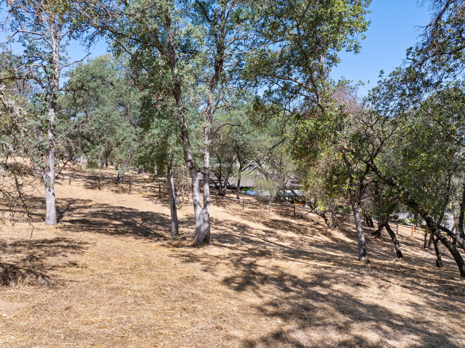 354 Mill Road Angels Camp, CA 95222 - Photo 11 of 26 a view of a yard with large tree