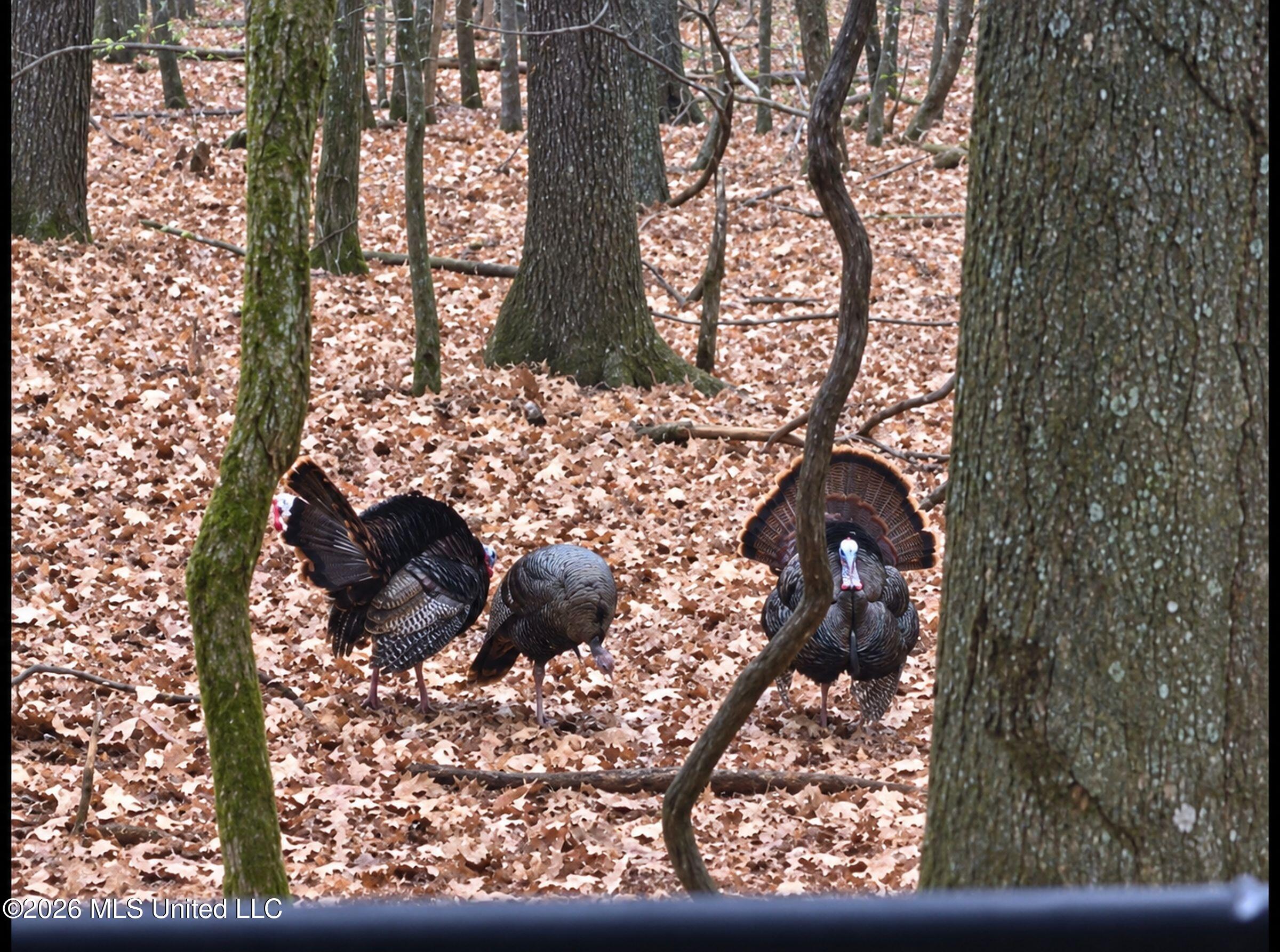 Howard Street Marks, MS 38646 - Photo 7 of 71 qc40 turkeys from stand