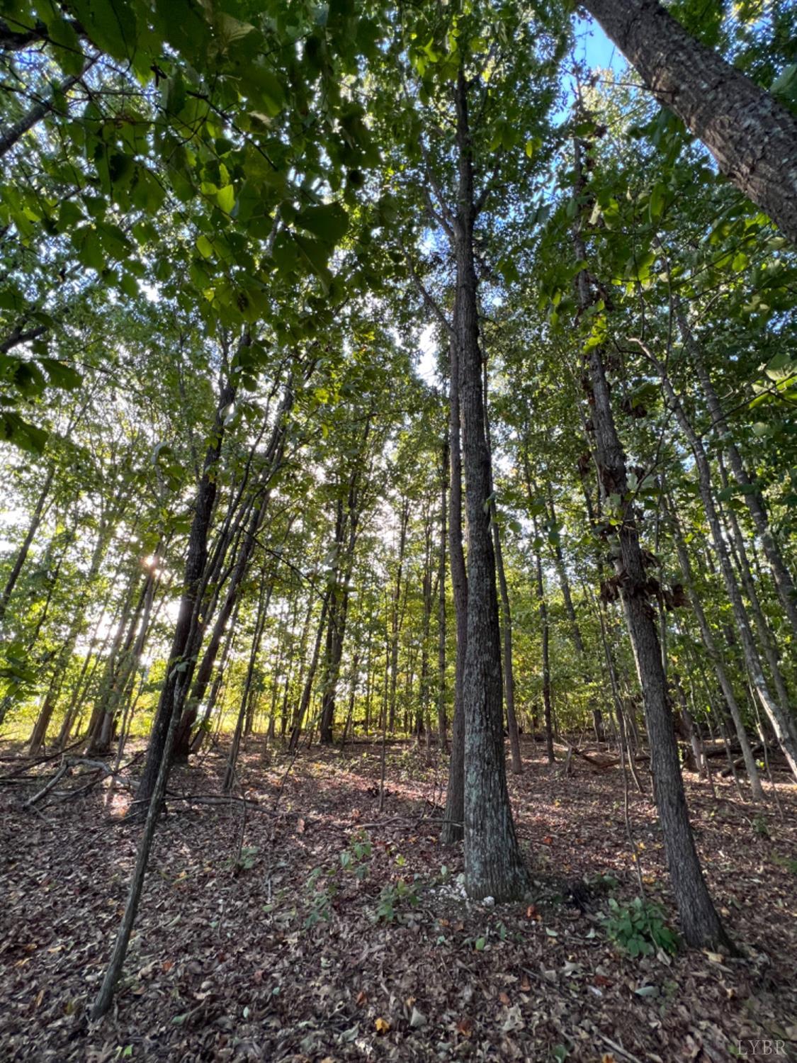 3472 Heights School Road Pamplin, VA 23934 - Photo 3 of 11 Gallery Image 3