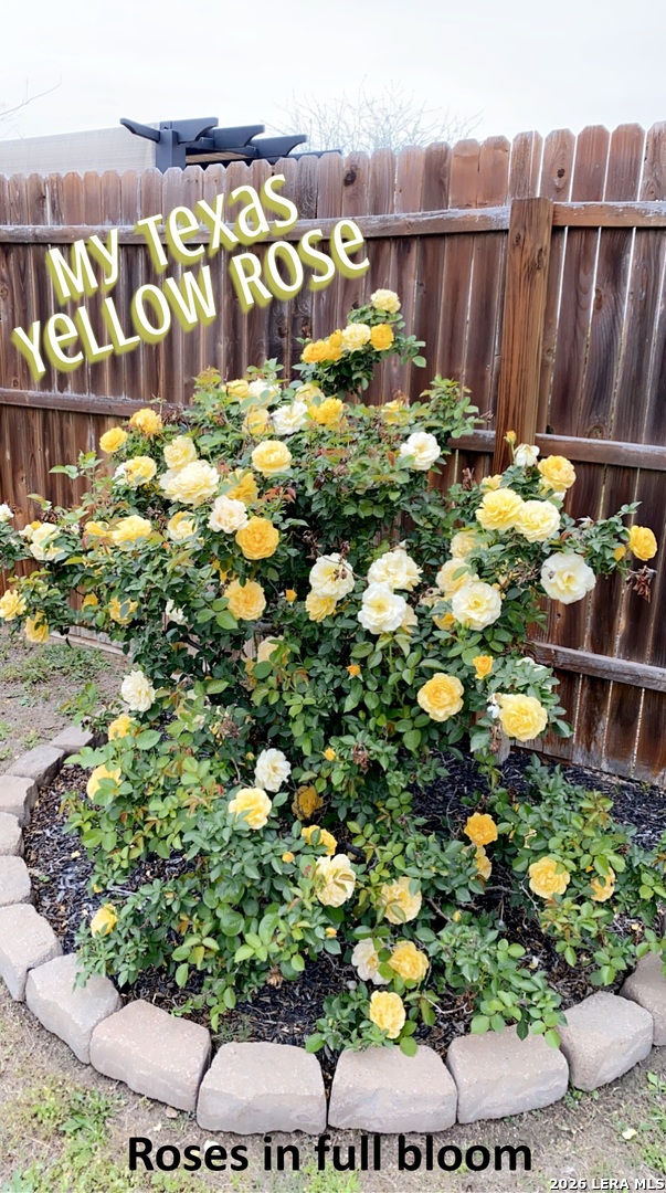 124 Field Ridge New Braunfels, TX 78130 - Photo 43 of 43 a view of a bunch of flowers and flowers