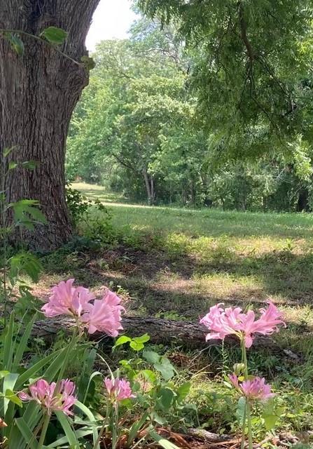 9015 Highway 69 Bells, TX 75414 - Photo 4 of 21 View of yard