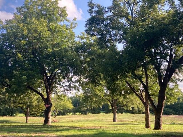 9015 Highway 69 Bells, TX 75414 - Photo 5 of 21 View of grassy yard