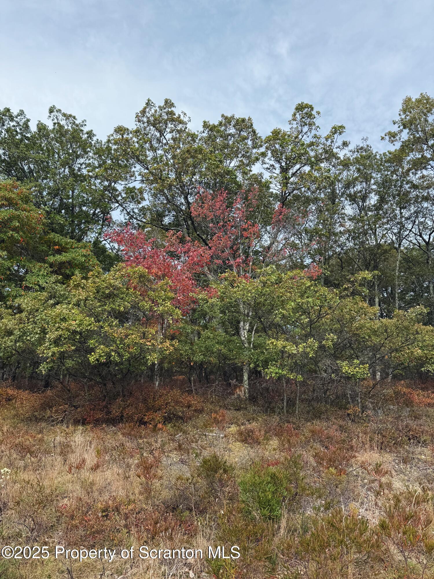 Glen Abbey Road Hazleton, PA 18202 - Photo 3 of 8 806A1FDA-8657-4E76-8C2A-B5663840920B