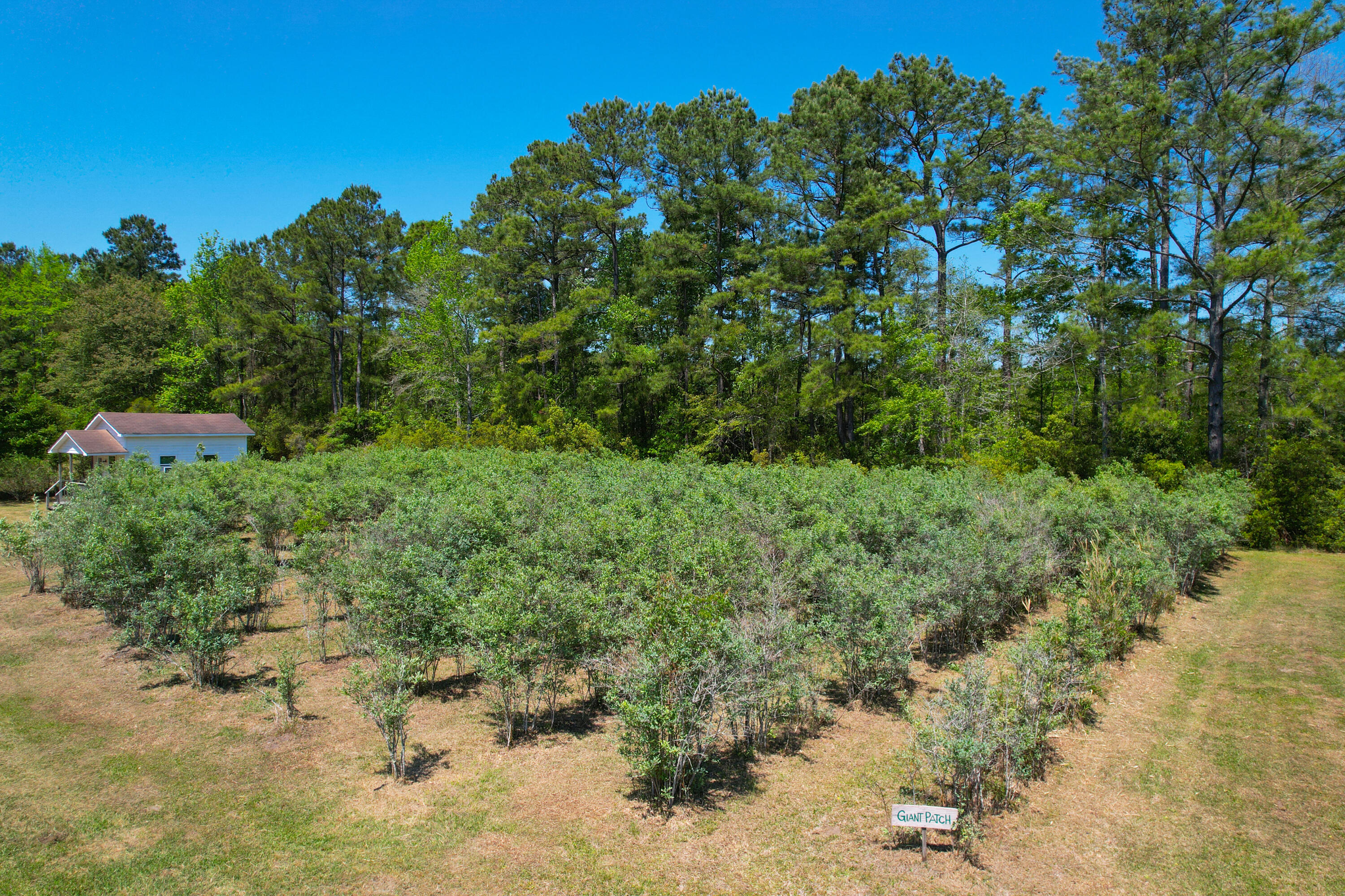 9760 State Rd S-10-1336 McClellanville, SC 29458 - Photo 15 of 98 Giant patch