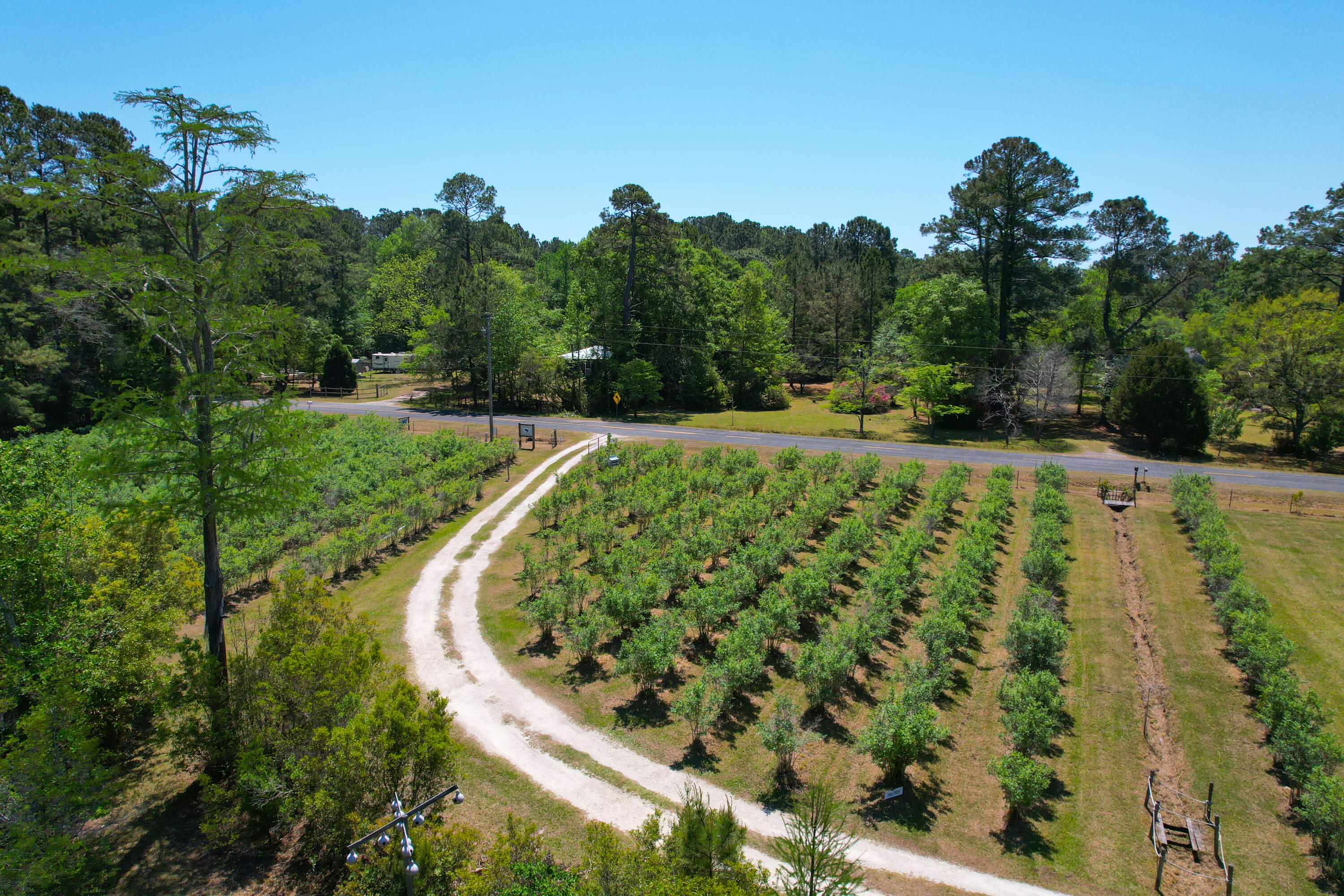 9760 State Rd S-10-1336 McClellanville, SC 29458 - Photo 18 of 98 Small patch