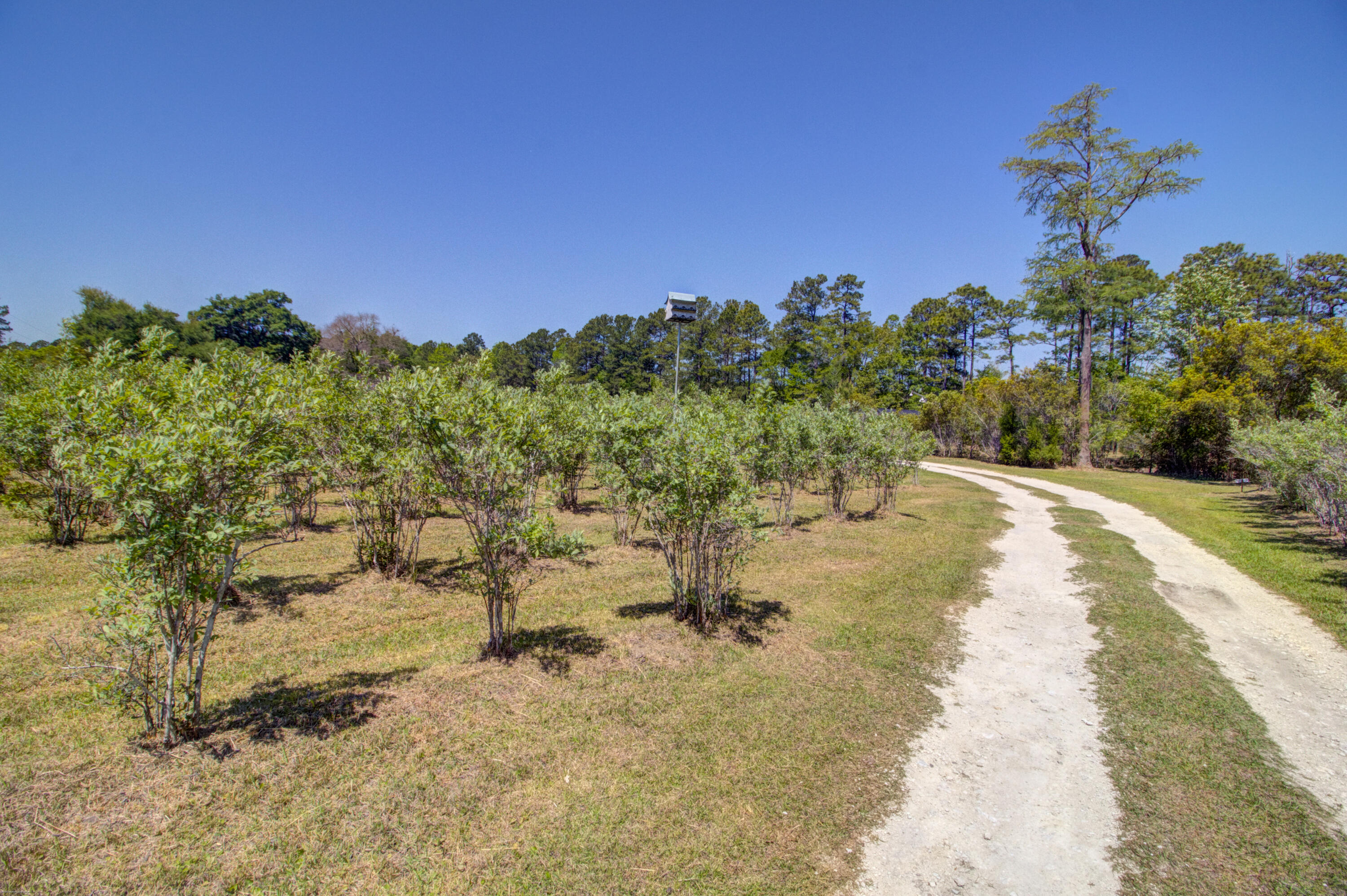 9760 State Rd S-10-1336 McClellanville, SC 29458 - Photo 53 of 98 Farm entrance road