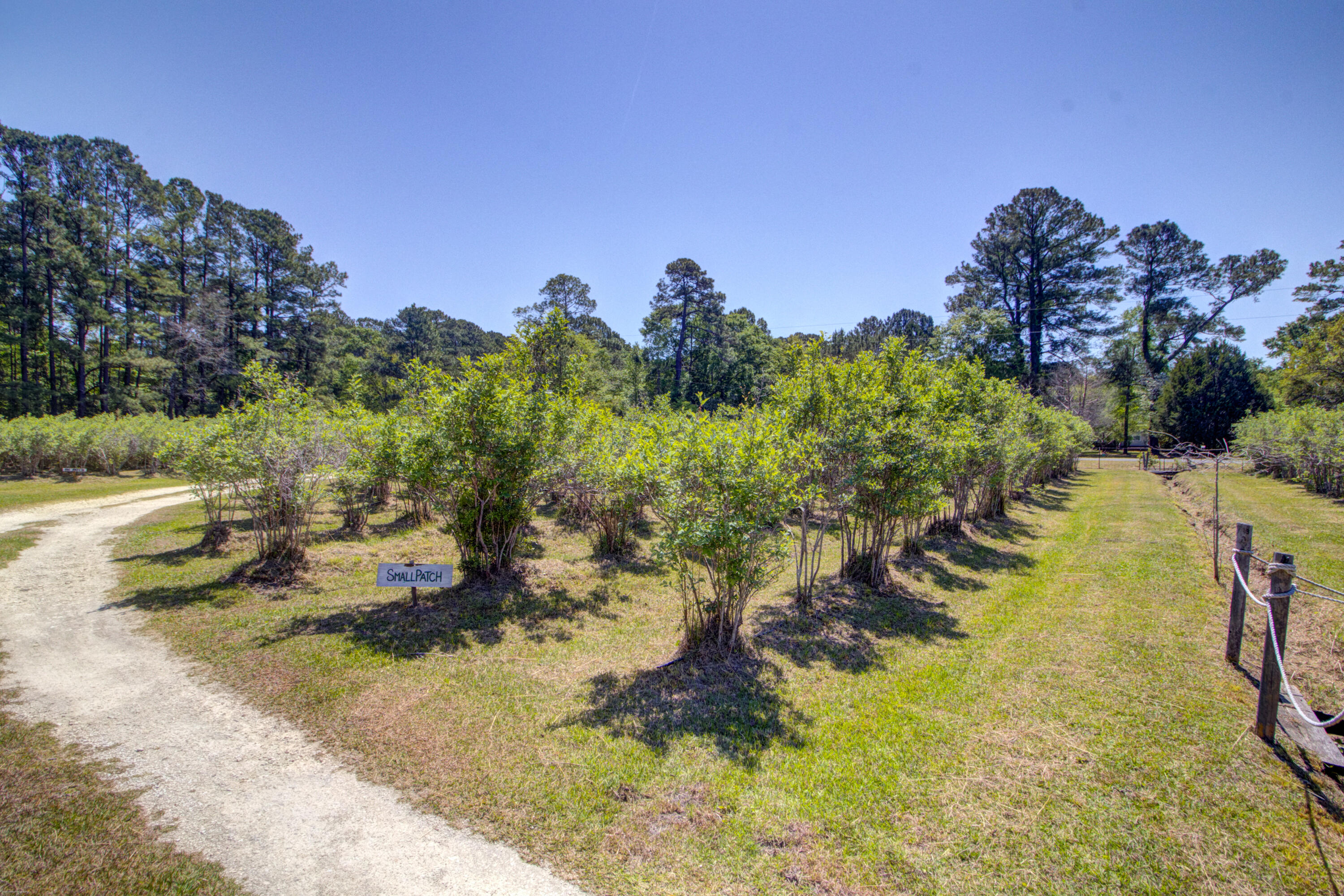 9760 State Rd S-10-1336 McClellanville, SC 29458 - Photo 85 of 98 Small patch