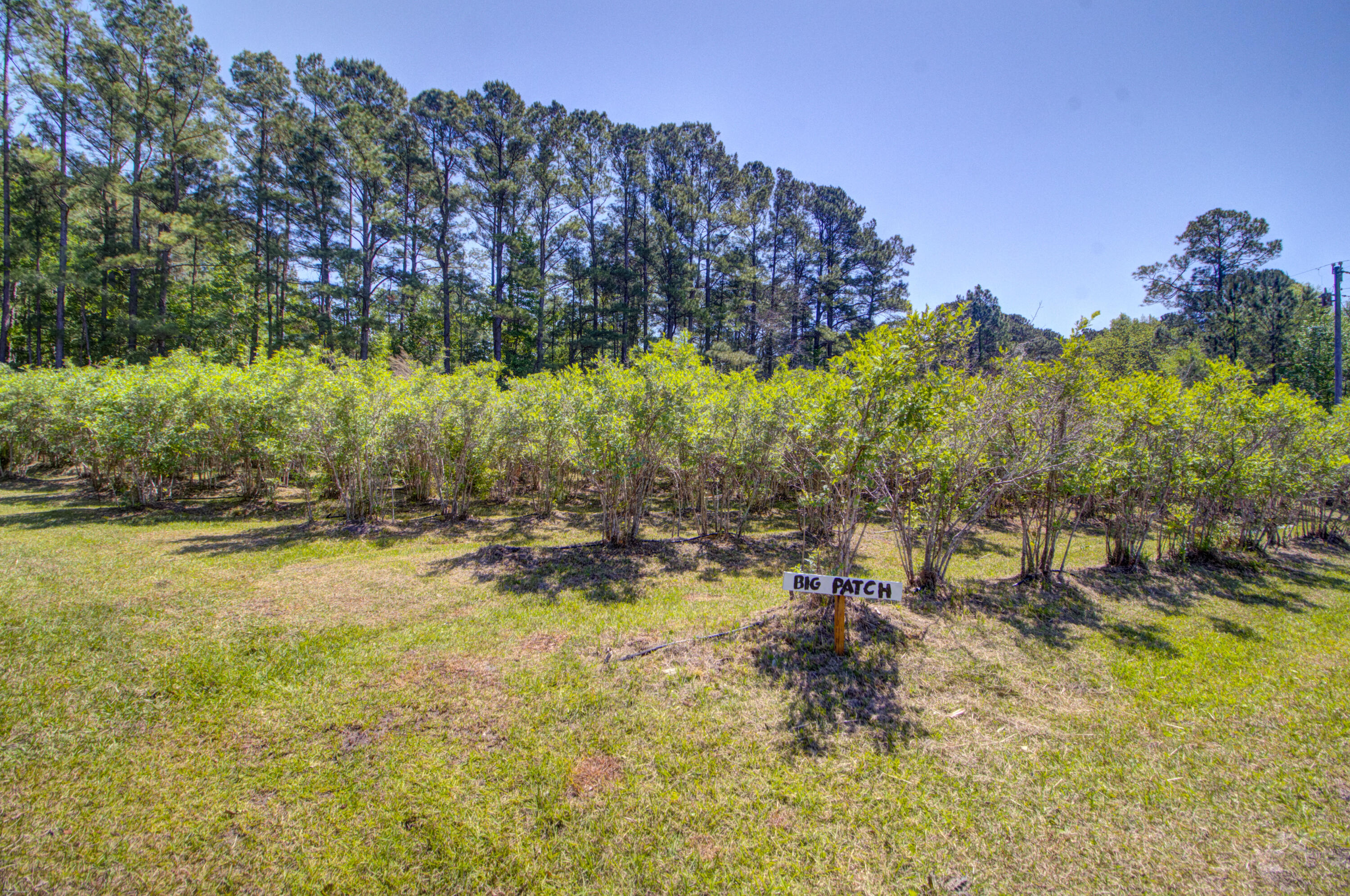 9760 State Rd S-10-1336 McClellanville, SC 29458 - Photo 86 of 98 Big patch