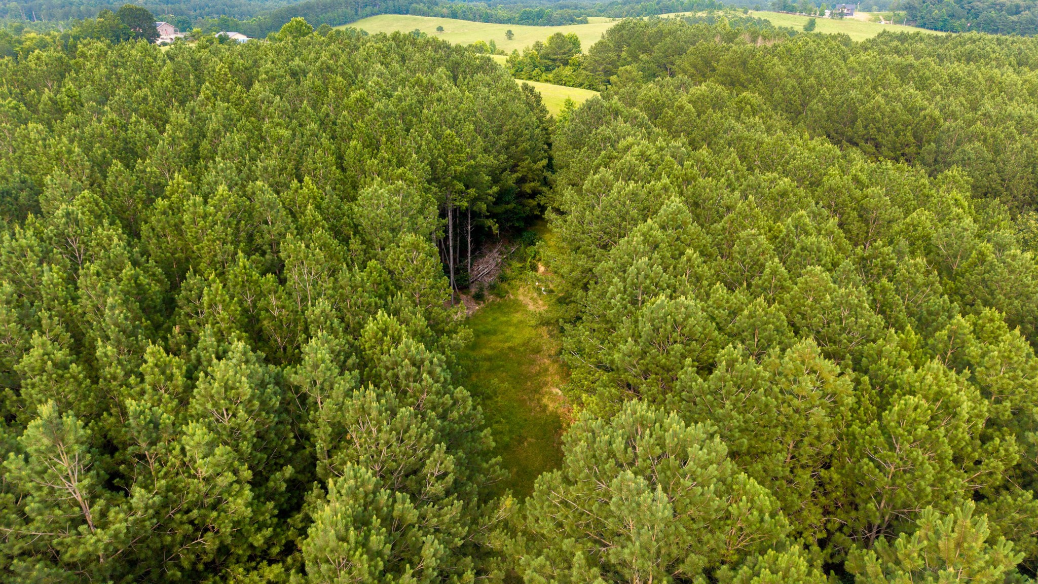 6701 Spring Place Road Southeast Old Fort, TN 37362 - Photo 9 of 11 a view of a lush green forest
