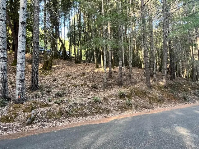 a view of a forest with trees
