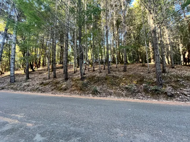 a view of a forest filled with trees