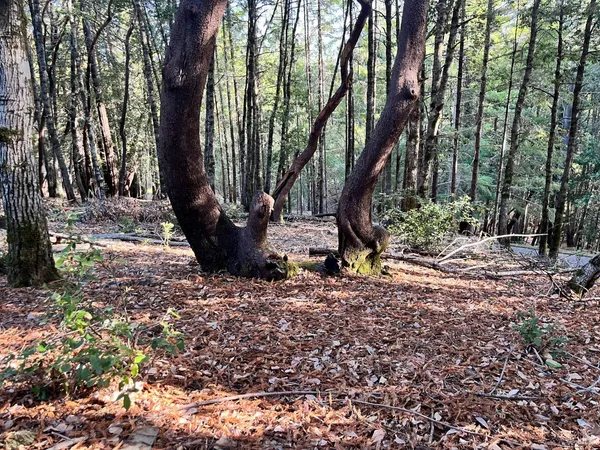 a view of a fire pit with large trees