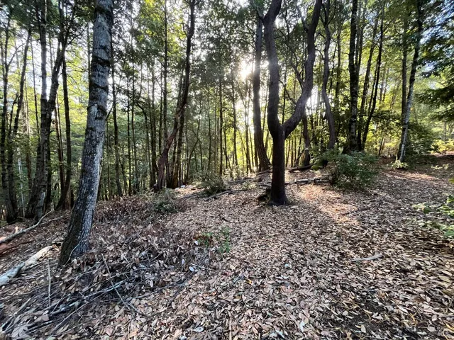 a view of outdoor space with deck and tree
