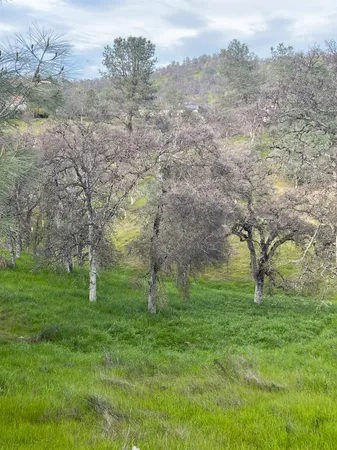 a view of a field with an trees