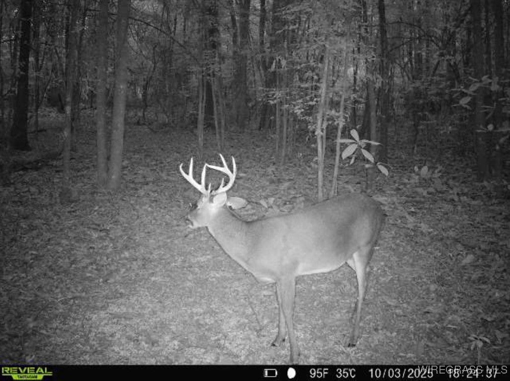 49-acres Mt Zion Road Gordon, AL 36343 - Photo 6 of 20 Gallery Image 6