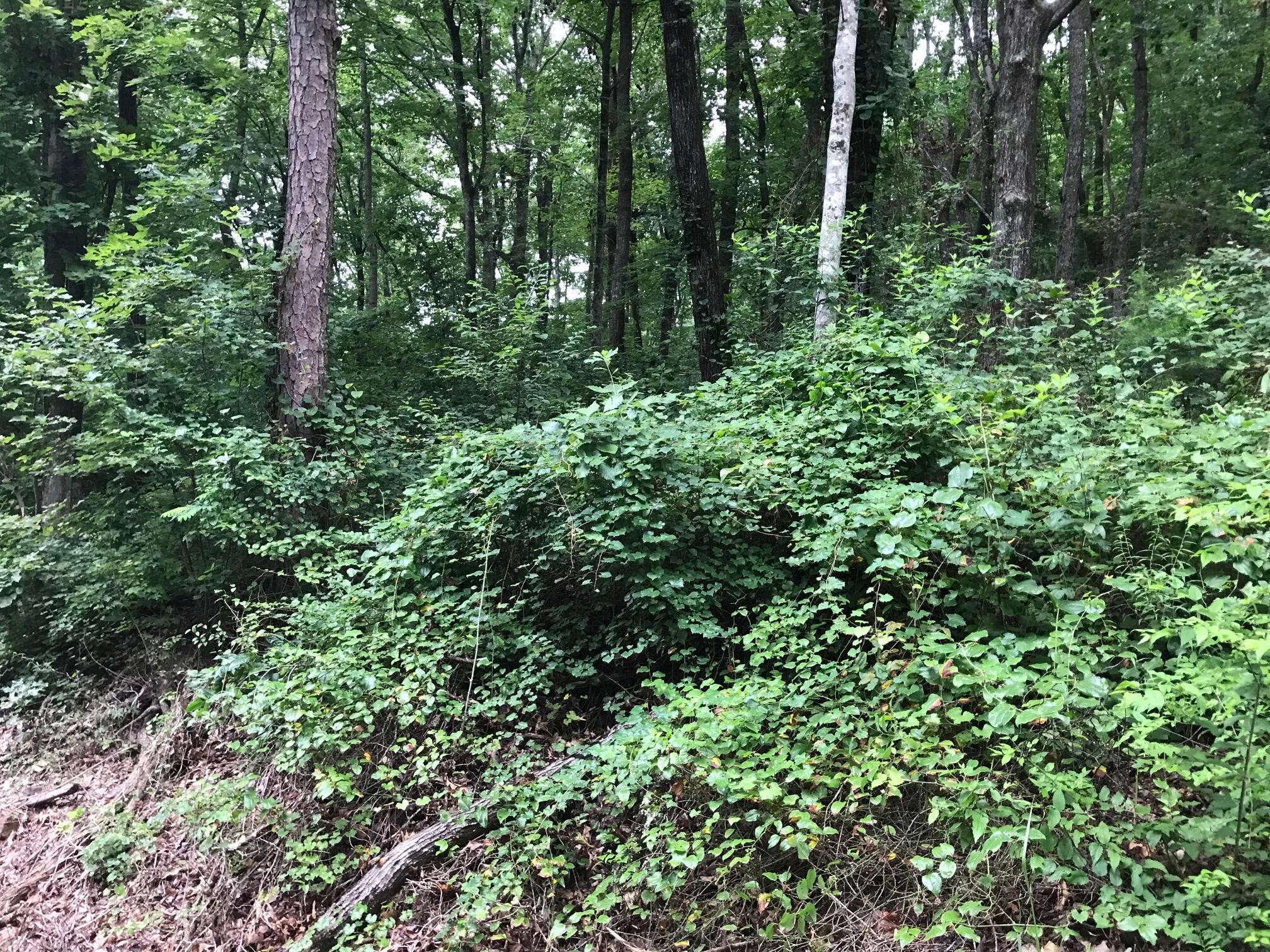 1 Smith Mountain Road Dunlap, TN 37327 - Photo 14 of 15 Gallery Image 14