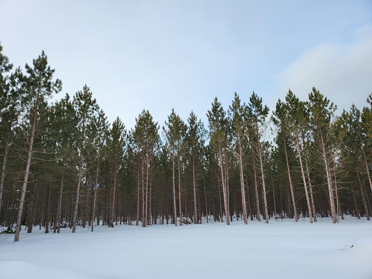 10330 Prairie Rapids Road Tomahawk, WI 54487 - Photo 6 of 10 Gallery Image 6