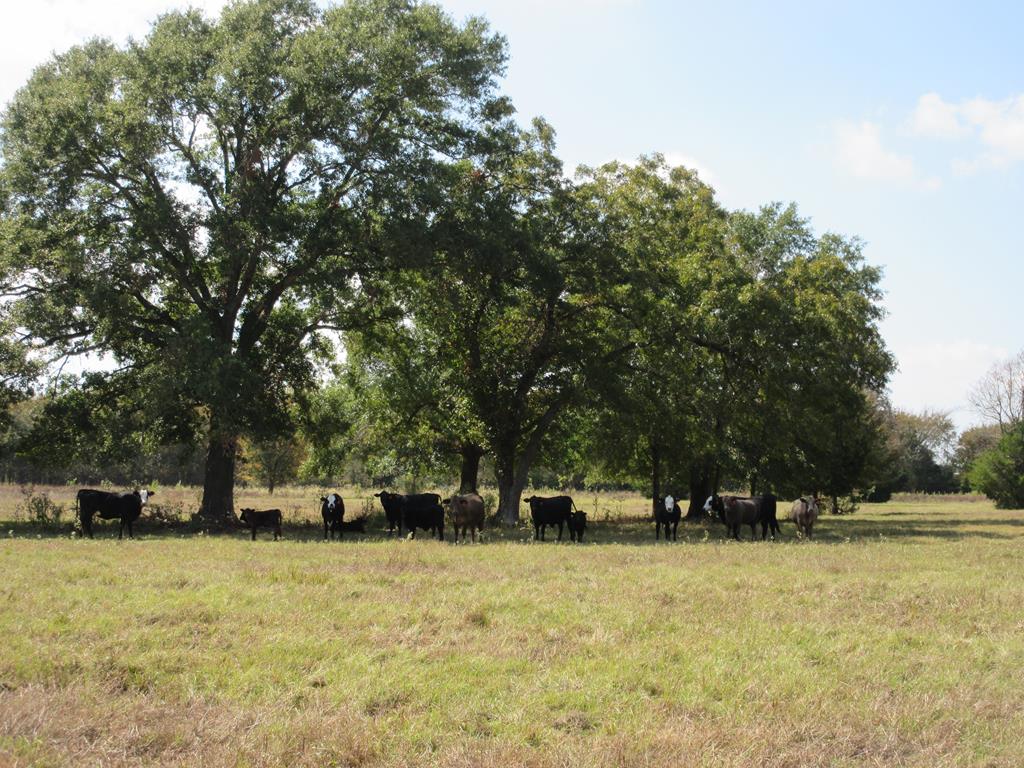 2703 AN County Road Tennessee Colony, TX 75861 - Photo 20 of 30
